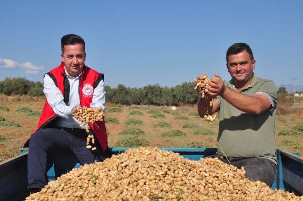 Antalya'da 'fıstık' gibi işe rağbet artıyor