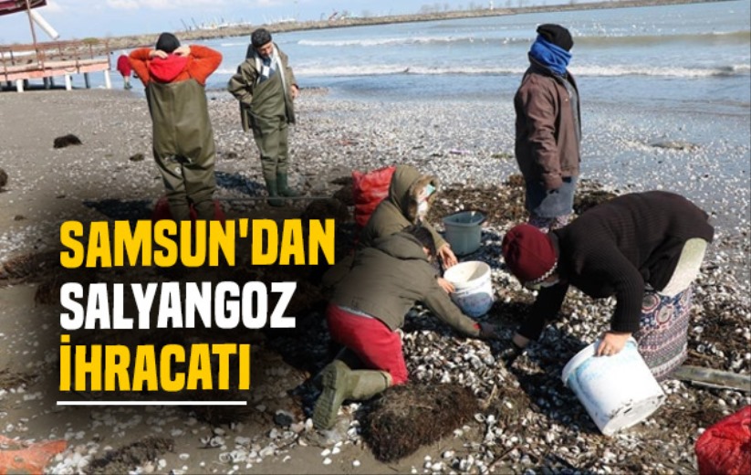 Samsun'dan salyangoz ihracatı