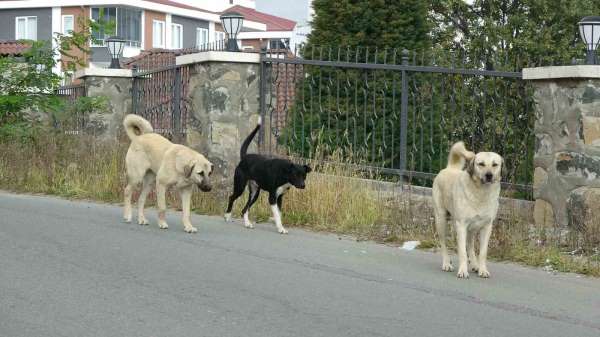 Altınordu'da sokak köpekleri dehşeti: Bir kişi bacaklarından yaralandı