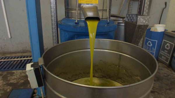 Burhaniye'de zeytinde rekolte düşük, ancak yağda kalite yüksek