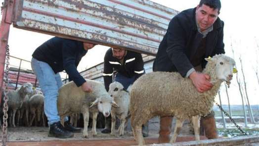 Gençlere 476 küçükbaş hayvan dağıtıldı