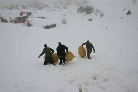 Elazığ'da yaban hayvanları için 4 ton yem bırakıldı
