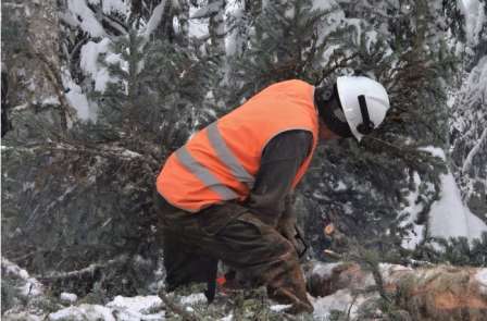Orman köylüleri, eksi 5 derede ekmek mücadelesi veriyor