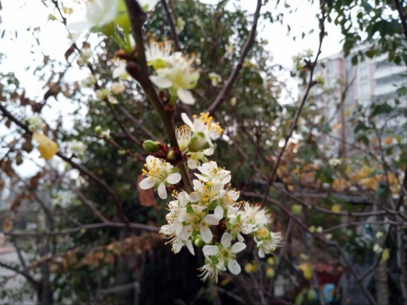 Samsun'da çiçekler bile mevsimini şaşırdı