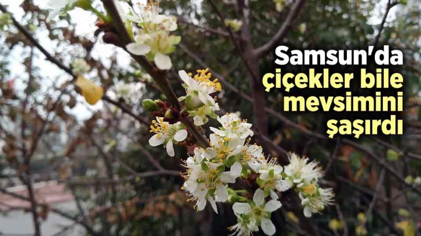 Samsun'da çiçekler bile mevsimini şaşırdı