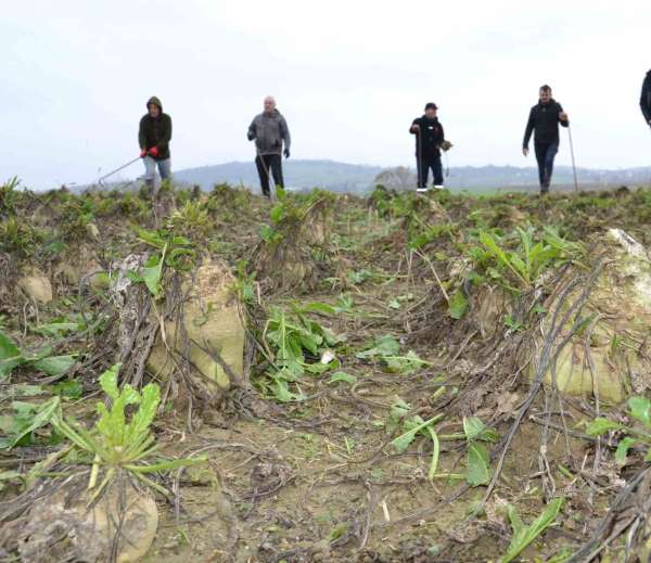 Trakya'da çiftçinin zorlu şeker pancarı mesaisi devam ediyor