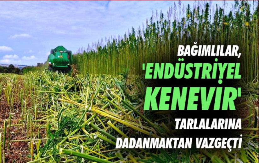 Bağımlılar, 'endüstriyel kenevir' tarlalarına dadanmaktan vazgeçti