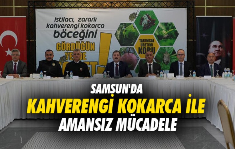 Samsun'da kahverengi kokarca ile amansız mücadele