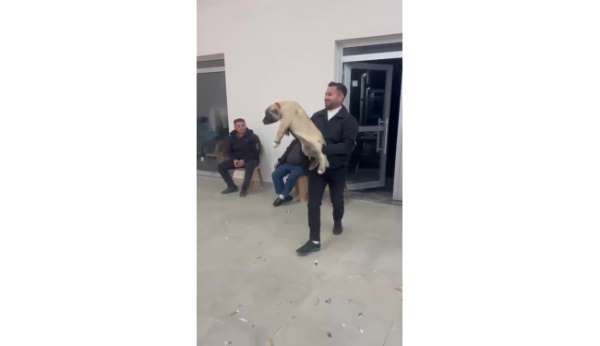 Damadın arkadaşı düğün hediyesi olarak 100 bin liralık köpek hediye etti