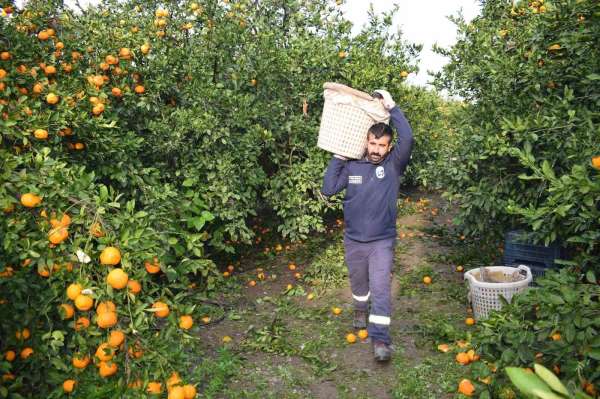 Kilogram fiyatı 2 TL'ye düşünce dalda çürümeye bırakılmıştı, 320 ton ürün vatandaşlara ücretsiz dağıtıldı