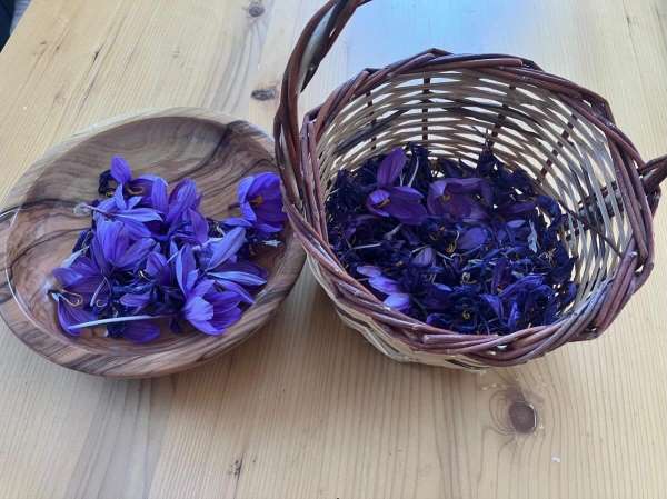 Osmaniye'de yüksek getirili safrana ilgi artıyor