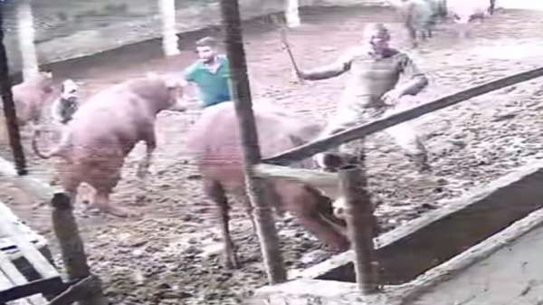 Üzerine zıplayan boğanın darbesiyle yere serildi: O anlar kamerada