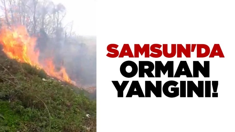 Samsun'da orman yangını!