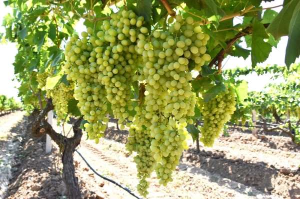 'Superior Seedless' üzümde hasat ve ihraç tarihleri belirlendi 