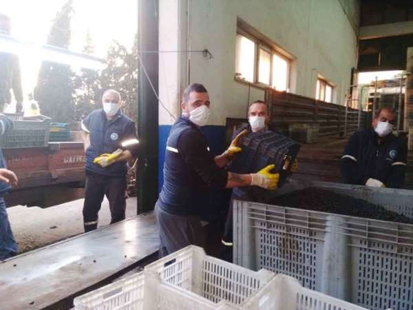 Erdek'te zeytin alımları sona erdi