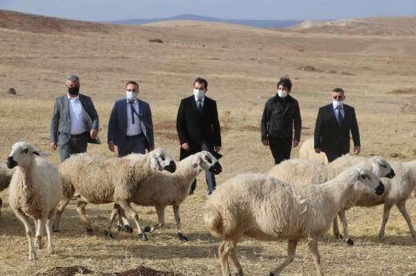 Sivas'ta küçükbaş hayvan yetiştiricileri birleşti, hedef 100 bin koyun 