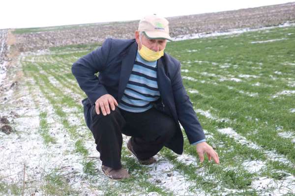 Edirneli çiftçilerin yüzü yağan karla güldü - Edirne haber