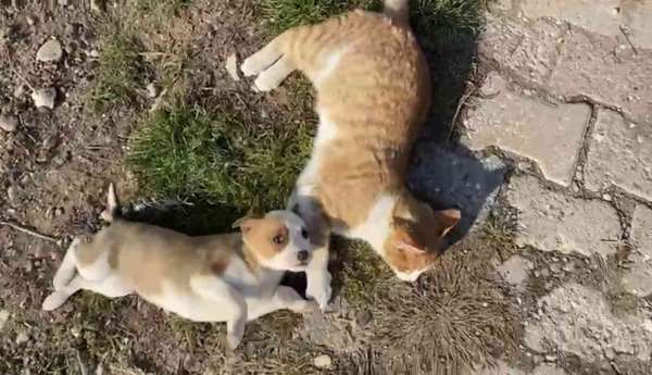 Kedi-köpek dostluğu görenleri şaşırtıyor - Amasya haber
