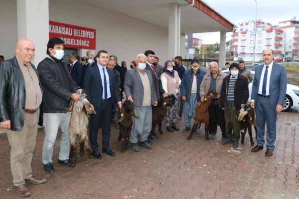Kırsalda Kilis keçisi yaygınlaşacak - Adana haber