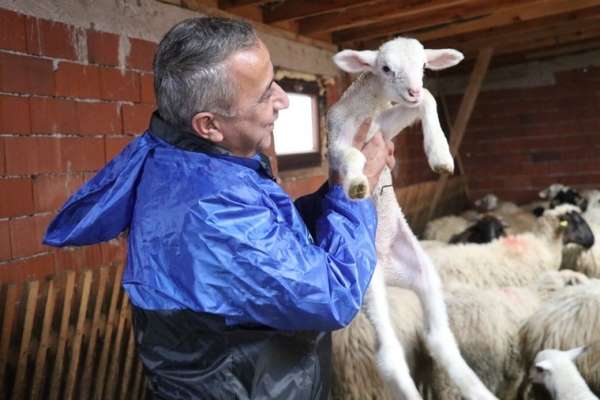 Samsun'da yerel ırk koyun keçi yetiştiricisine destek - Samsun haber