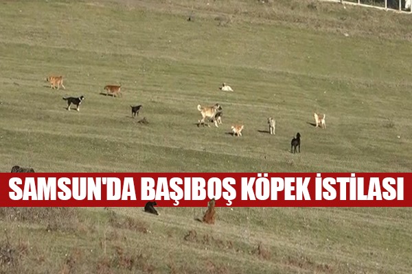 Samsun'un kırsal mahallelerinde başıboş köpek istilası: Mahalleli korku içinde