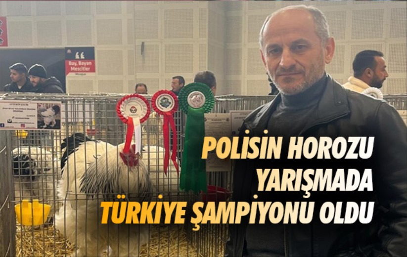 Samsun'da görevli polisin horozu yarışmada Türkiye şampiyonu oldu