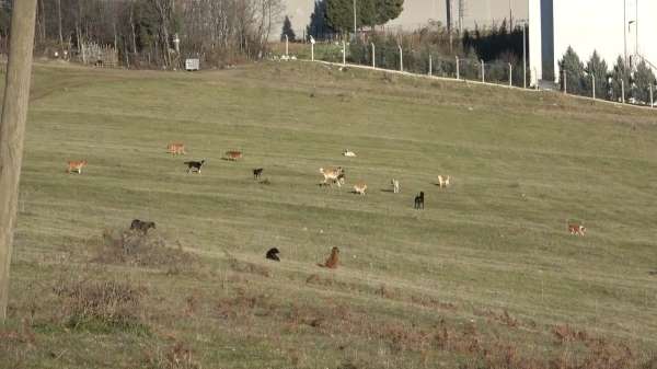 Samsun'un kırsal mahallelerinde başıboş köpek istilası: Mahalleli korku içinde