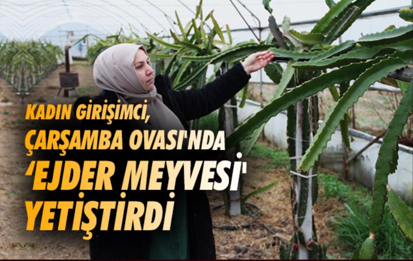 Samsun'da kadın girişimci, Çarşamba Ovası'nda 'ejder meyvesi' yetiştirdi