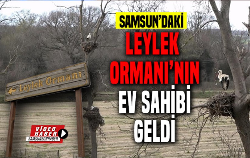 Samsun'daki Leylek Ormanı'nın ev sahibi leylekler gelmeye başladı