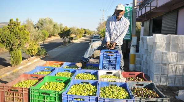 Manisa'da zeytin ve zeytinyağı ihracatı yüzleri güldürdü