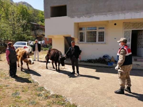 Samsun kayıp hayvanlar bulundu 