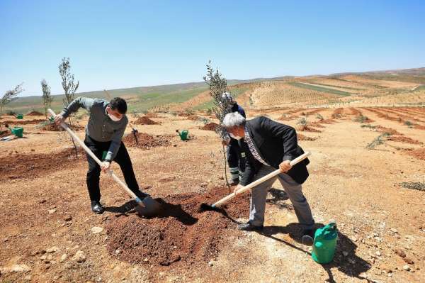 Şehitkamil'de 4 bin 100 fidan dikildi
