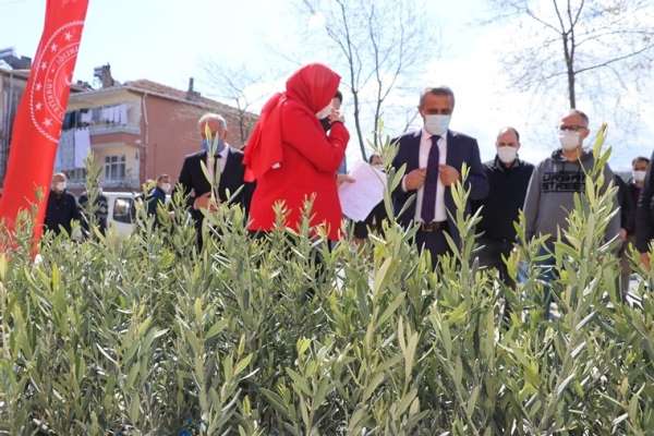 Samsun'da 7 bin 500 zeytin fidanı dikildi: Zeytincilik yeniden canlanıyor