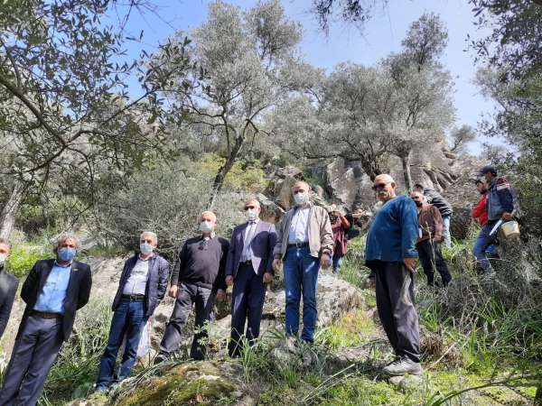 Söke'de 25 bin dekar delice zeytin alanı, üretime kazandırılacak