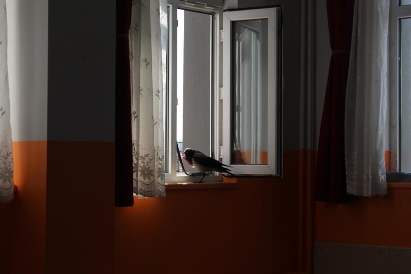 Haylaz karga, okulun maskotu oldu