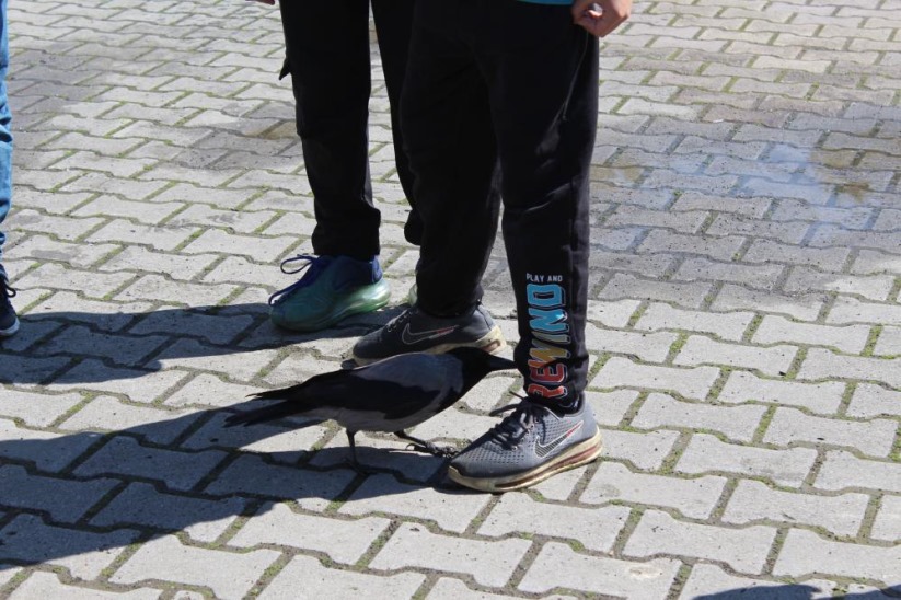 Haylaz karga, okulun maskotu oldu