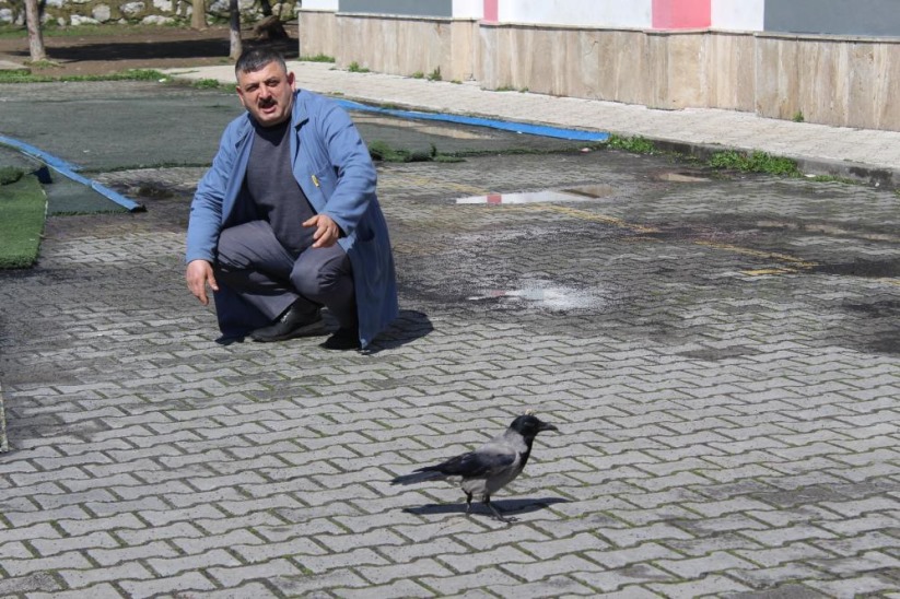 Haylaz karga, okulun maskotu oldu