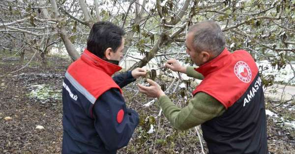 Amasya Nisan'da kara kışı yaşadı: ekipler bahçelerde zarar tespit çalışması başlattı