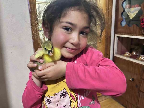 Kars'ta kazalar kuluçkaya yattı, yılın ilk yavruları çıktı