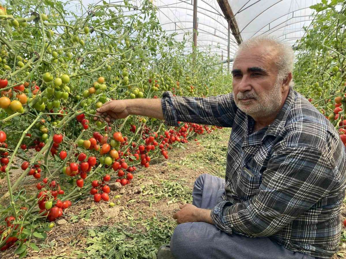 Üreticiden fiyat farkına tepki: 'Domates bizden 15 TL'ye alınıyor marketlerde 70 TL'ye satılıyor Aradaki fark