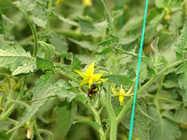 Bombus arılar kaliteli domates için kullanılacak 
