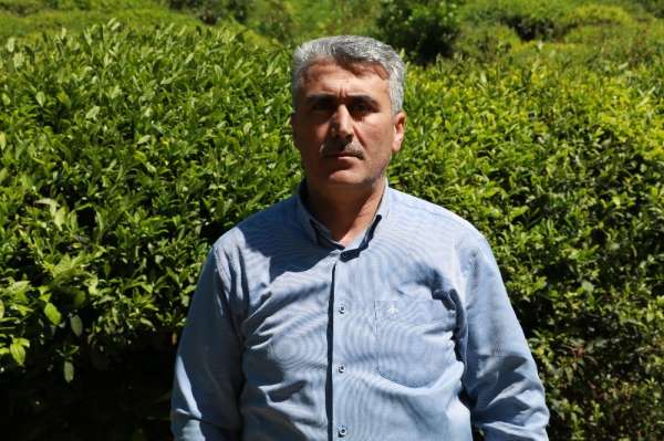 Rize'de yaş çay toplama sezonunun bir hafta içinde başlaması bekleniyor