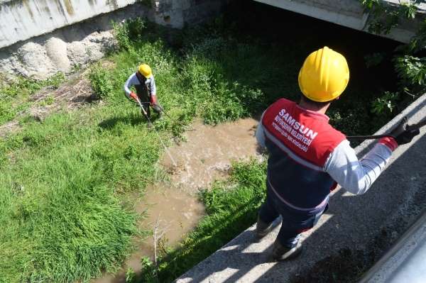Samsun Büyükşehir'den 'larva' ilaçlaması