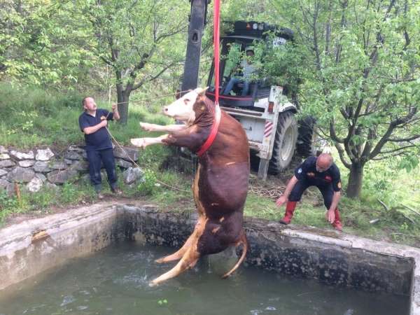 Sulama havuzuna düşen ineği kurtarma operasyonu 