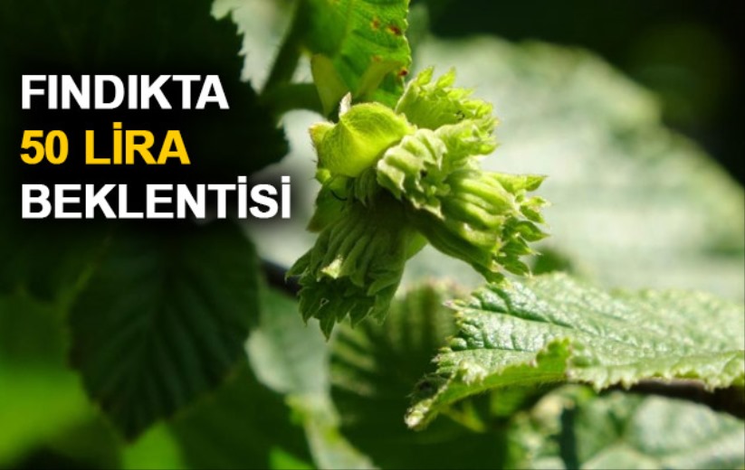 Yeni sezon fındık fiyatlarında 50 lira beklentisi