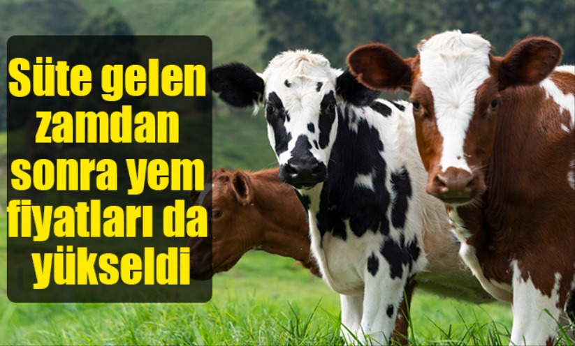 Süte gelen zamdan sonra yem fiyatları da yükseldi - Eskişehir haber