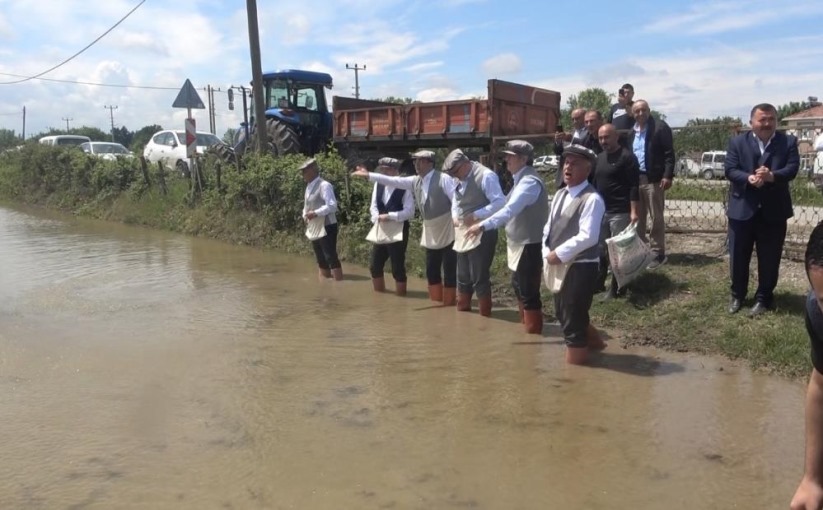 Samsun Bafra Ovası'nda '10. Çeltik Ekim Günü'