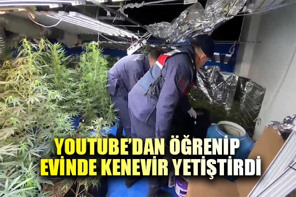 İnternetten öğrenip evinde kenevir yetiştirdi