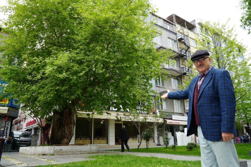 Samsun'da dış kabuğunun üstünde duran asırlık çınar ağacı görenleri şaşkına çeviriyor