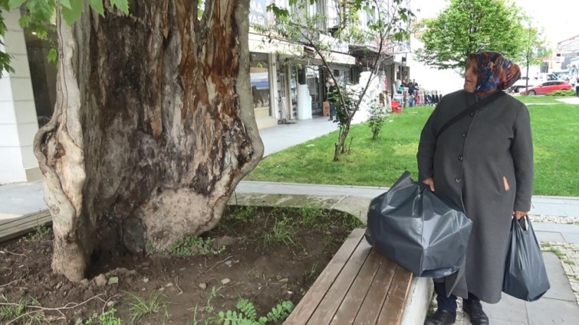 Samsun'da dış kabuğunun üstünde duran asırlık çınar ağacı görenleri şaşkına çeviriyor